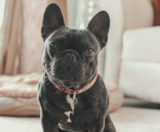 French Bulldog Puppies For Sale Windy City Pups